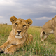 Illustration for article titled This plucky Beetlecam photography droid gets in hungry lions faces